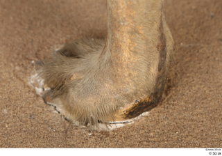 Striped Hyena Hyaena hyaena foot 0019.jpg